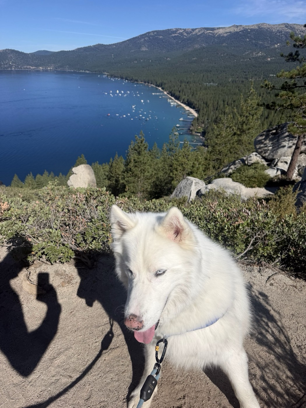 Lobo, the Siberian husky of Rob Roderick (Robert Roderick), with a Lake Tahoe bay behind him Lobo, the Siberian husky of Rob Roderick (Robert Roderick), with a Lake Tahoe bay behind him