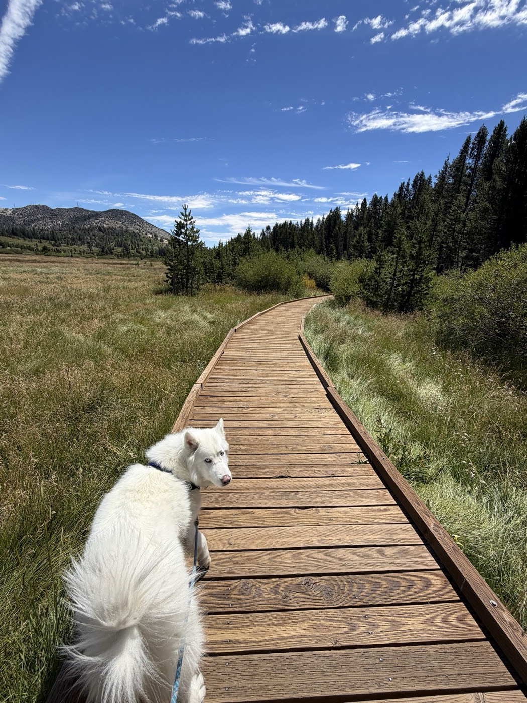 Lobo, the Siberian husky of Rob Roderick (Robert Roderick), on a boardwalk trail near Lake Tahoe Lobo, the Siberian husky of Rob Roderick (Robert Roderick), on a boardwalk trail near Lake Tahoe