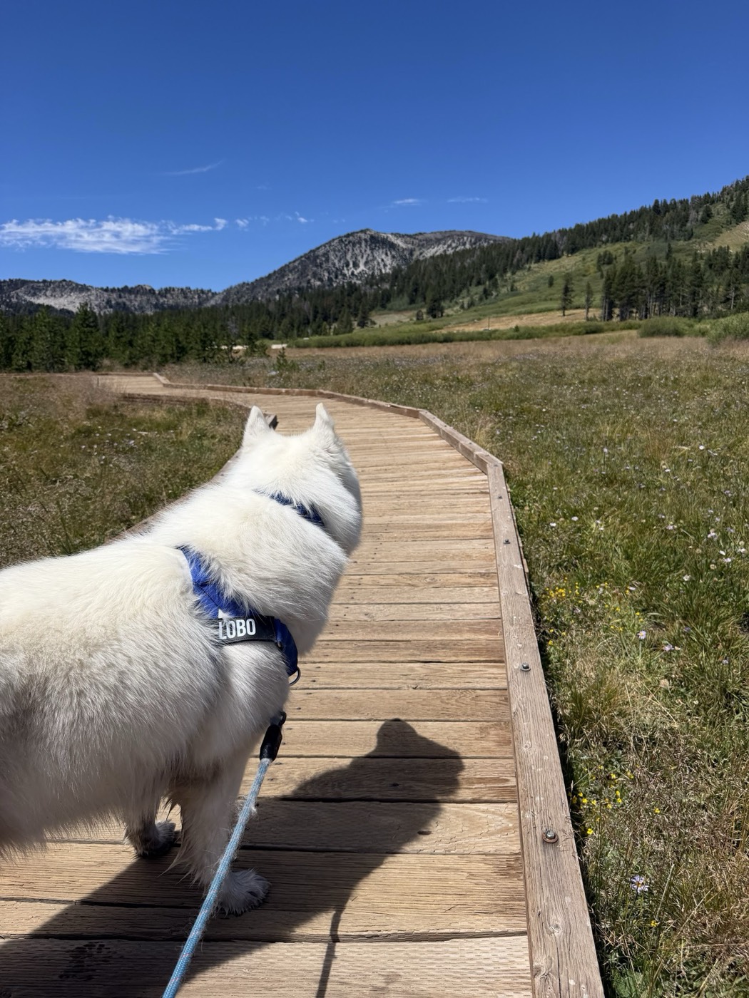Lobo, the Siberian husky of Rob Roderick (Robert Roderick), on a meadow boardwalk near Lake Tahoe Lobo, the Siberian husky of Rob Roderick (Robert Roderick), on a meadow boardwalk near Lake Tahoe