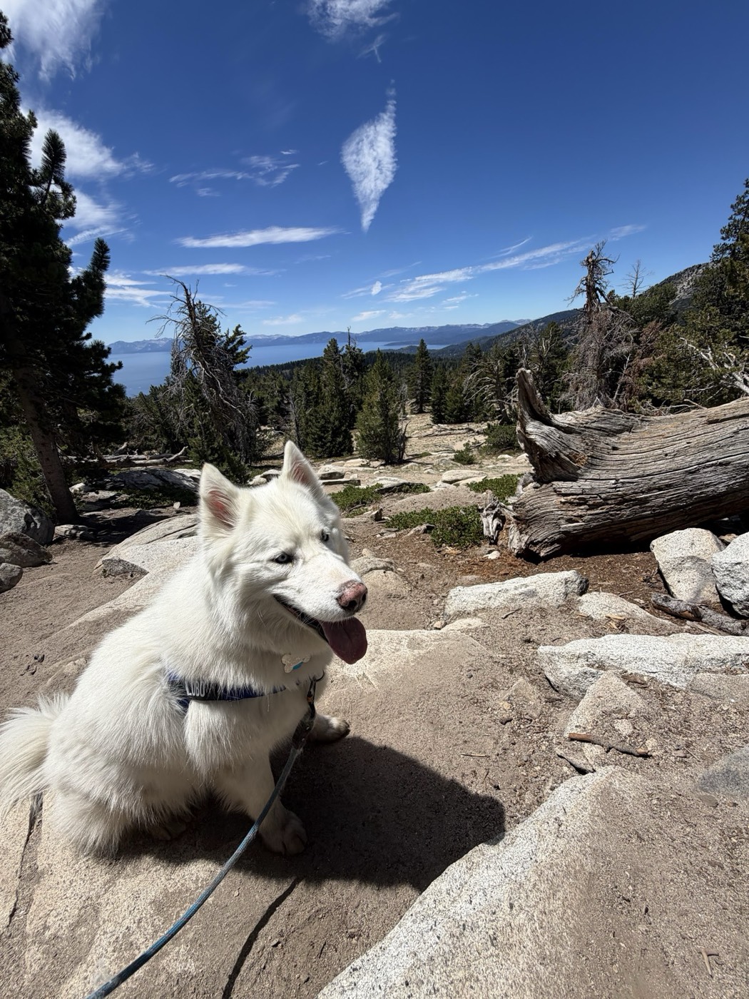 Lobo, the Siberian husky of Rob Roderick (Robert Roderick), on the rocks above Lake Tahoe Lobo, the Siberian husky of Rob Roderick (Robert Roderick), on the rocks above Lake Tahoe